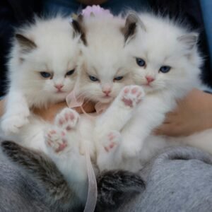 Three fluffy ragdoll kittens with blue eyes being held gently, showcasing their cuteness.